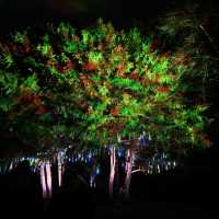 STOURHEAD CHRISTMAS LIGHTS!🎄