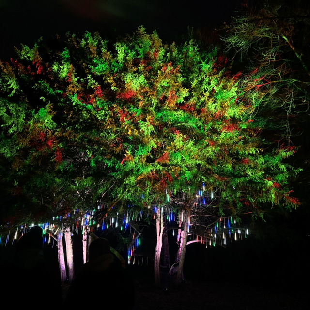 STOURHEAD CHRISTMAS LIGHTS!🎄
