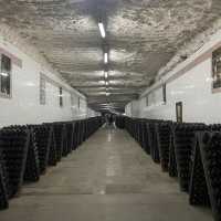 Searching through the wine sellers
