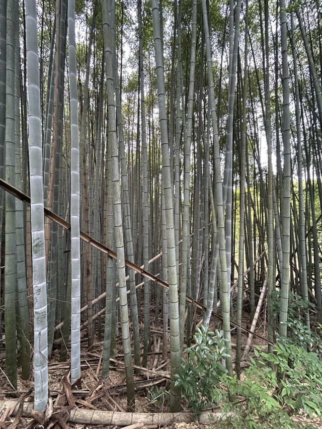 ⛩️ Fushimi Inari Taisha & Mt. Inari Hike: A Spiritual Journey Through Kyoto’s Iconic Torii Gates