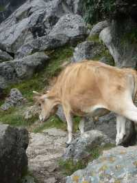 Triund Hike, Dharamshala