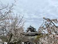 See the spectacular Cherry Blossoms @ Matsuyama Castle 