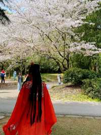 Wuxi’s Cherry Blossom Forest – What a Find!!