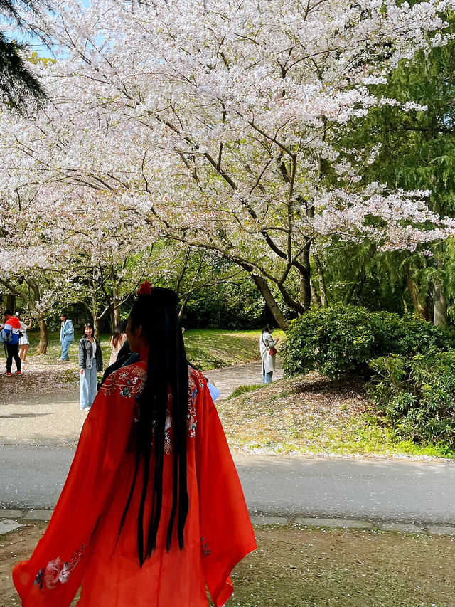 Wuxi’s Cherry Blossom Forest – What a Find!!
