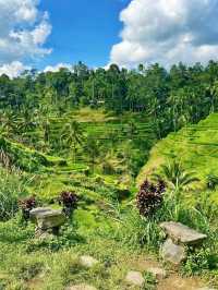 Tegallalang Rice Terraces, Bali: A Green Paradise of Harmony and Heritage
