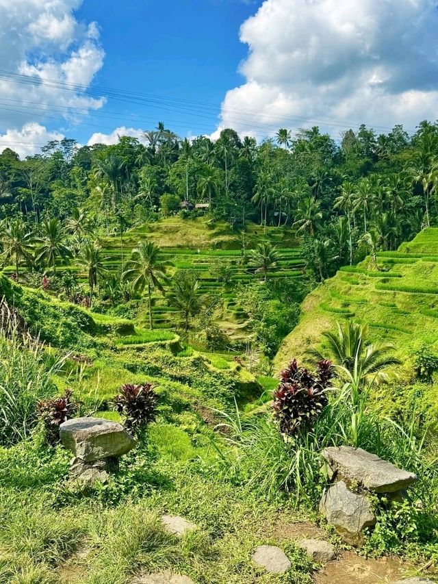 Tegallalang Rice Terraces, Bali: A Green Paradise of Harmony and Heritage