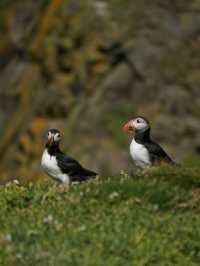 Puffin Watching on the Isle of May – A Seabird Safari to Remember!