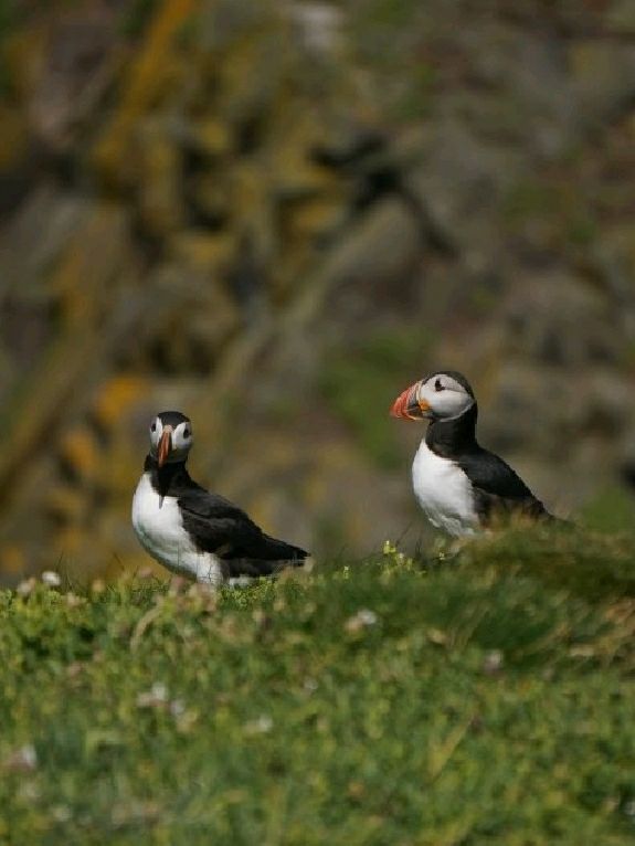 Puffin Watching on the Isle of May – A Seabird Safari to Remember!
