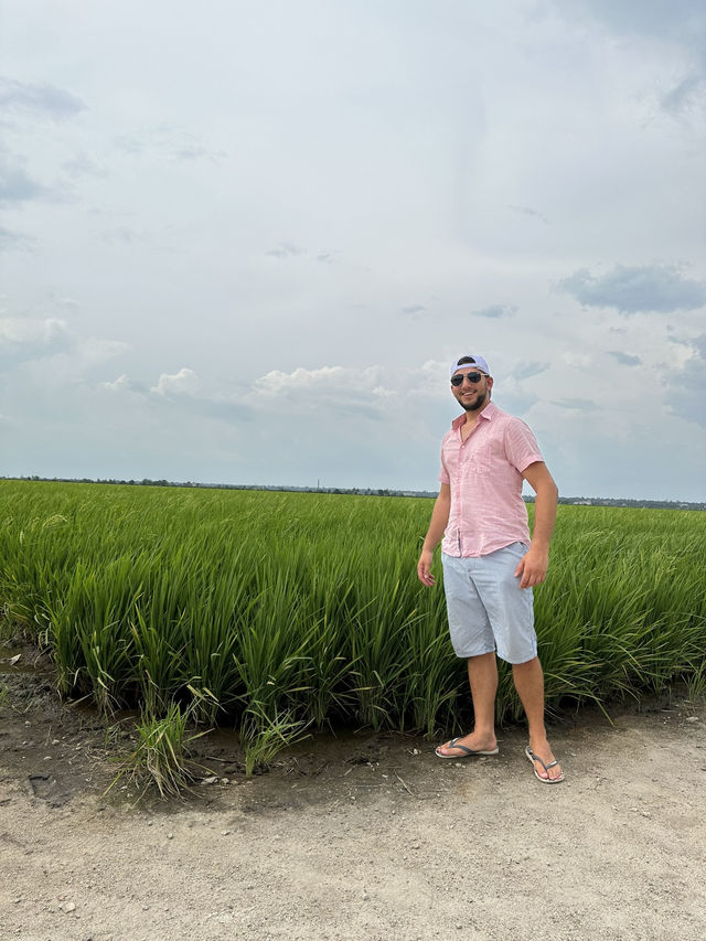 Paddy Fields Review: Discover the Rice Fields of Sekinchan, Malaysia