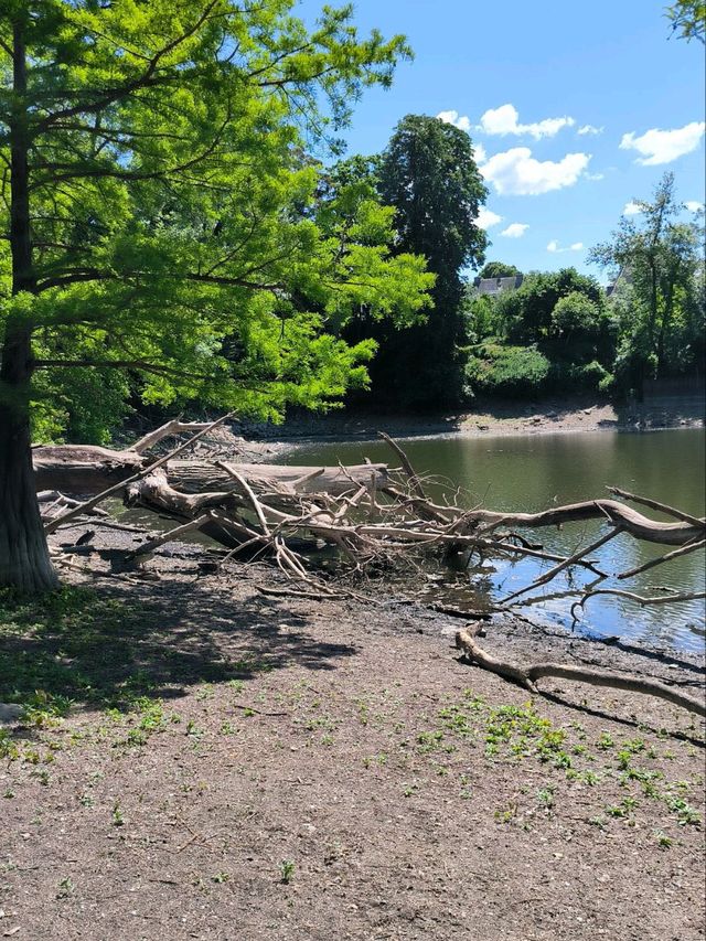 A quiet break with swans 🦢🌳