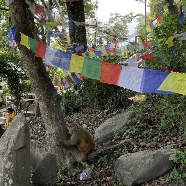 Mystic Views & Monkey Business: Your Guide to Swayambhunath (Monkey Temple)