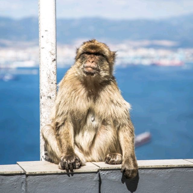 European Wild Monkeys