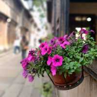 Wuzhen, the Night Queen of Zhejiang