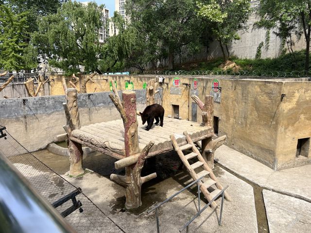 타조와 아이컨택이 인상적이었던 곳, 연화동물원(煙合動物園)
