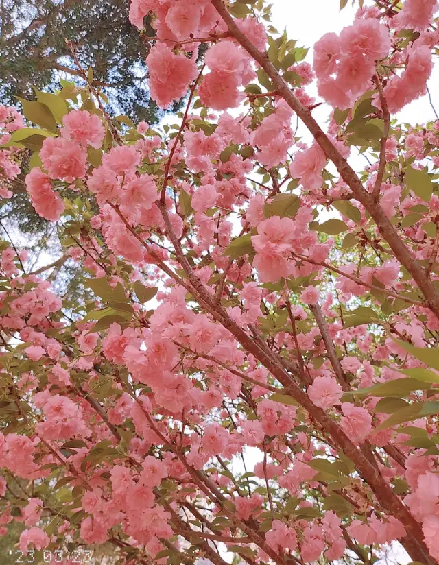 Hong Kong Flower Appreciation | Tsuen Wan Park's Double Cherry Blossoms in Full Bloom