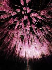 One of Japan's famous flower viewing spots | Ashikaga Flower Park