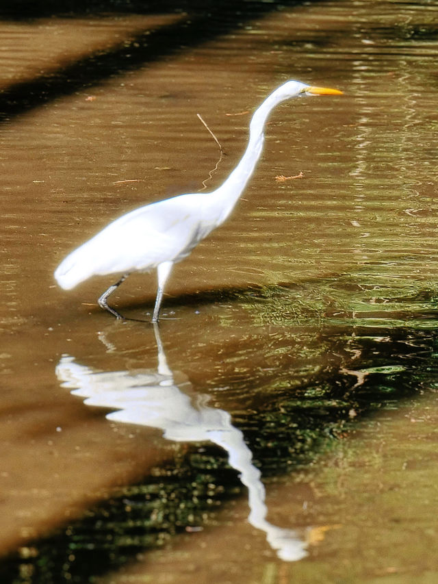 Explore Parque Estadual da Cantareira in São Paulo.