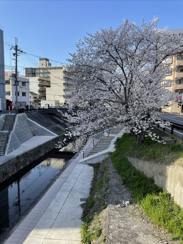 Nara's Saho River Sakura 🌸 A lesser-known spot for cherry blossom viewing, but a huge and beautiful area!