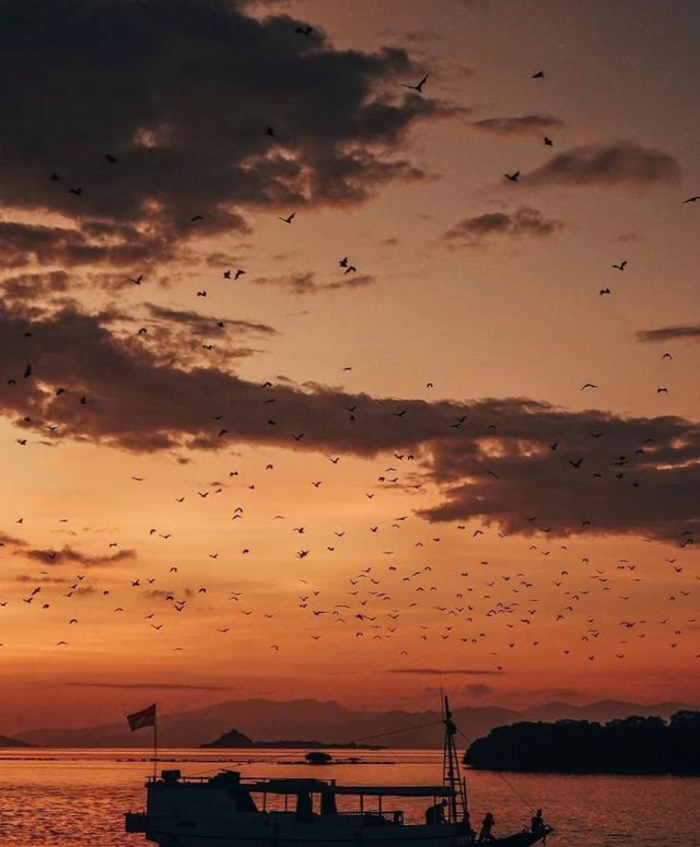 科莫多島旅遊必看攻略!! 科莫多島旅遊必看攻略!!