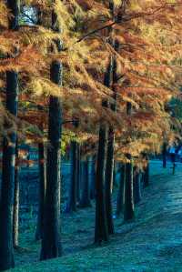 不來常熟看尚湖景區的水杉之美，這個冬日一定不算是完美的