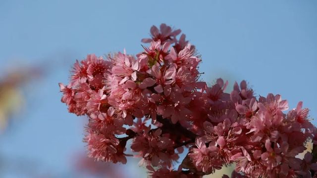 太美了！西昌第一波冬櫻花“上線” 抓緊約起