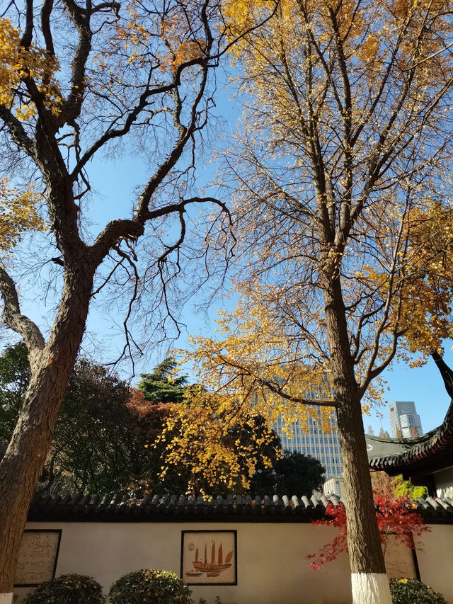 0元 碧雲天 黃葉地 南京小眾古風銀杏