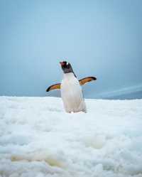 Unlocking the Final Frontier: A Dream Expedition to the Untouched Wonders of Antarctica 🌏❄️