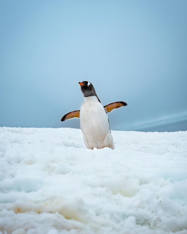 Unlocking the Final Frontier: A Dream Expedition to the Untouched Wonders of Antarctica 🌏❄️