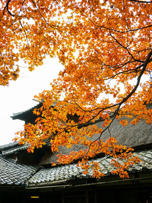 京都景點｜詩仙堂丈山寺
