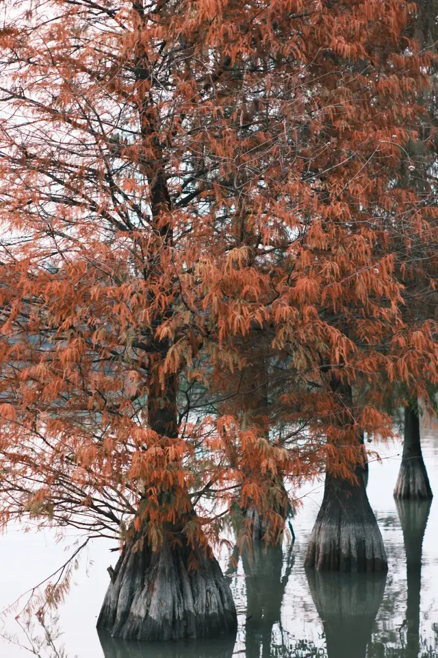 In Guangzhou! I saw the beautiful Taxodium distichum even without going to the South China Botanical Garden