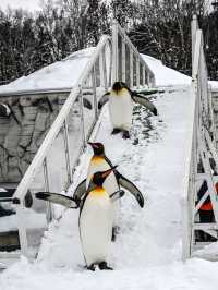 來旭川動物園必知的6件事！