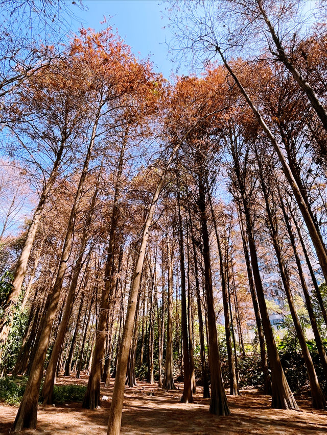 洪湖公園的 紅