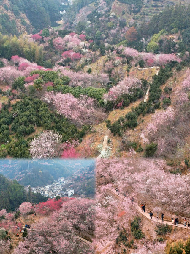 春遊賞梅，皖南這個神仙村子贏麻了