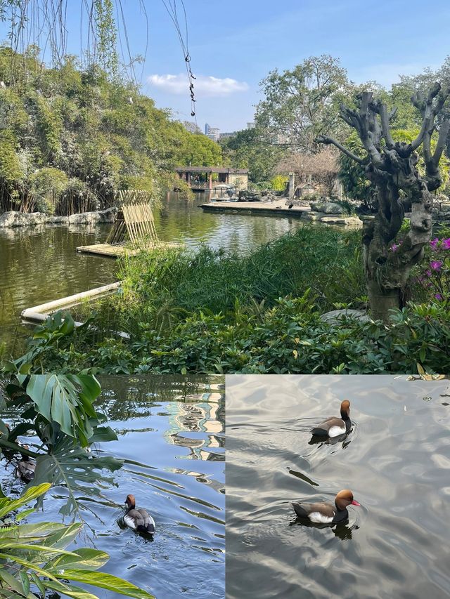 重慶動物園超全看“熊貓”指南，建議收藏！