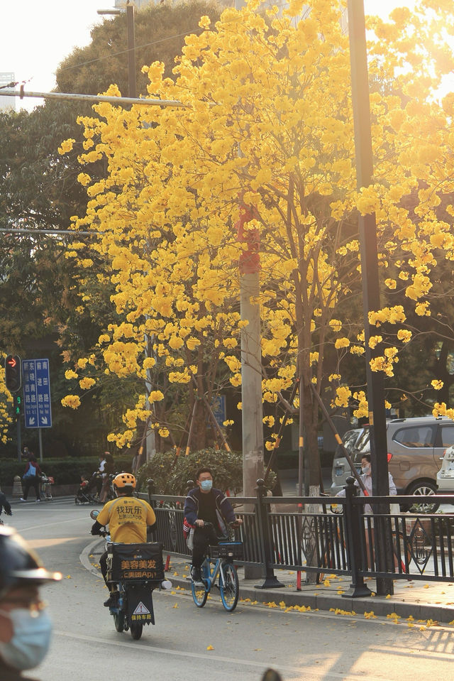 一周後！廣州出現黃色花海0元賞花，速來！