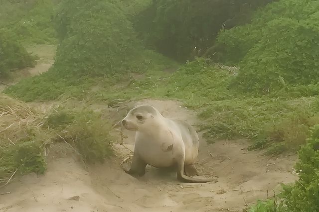 袋鼠島海豹灣無與倫比的體驗