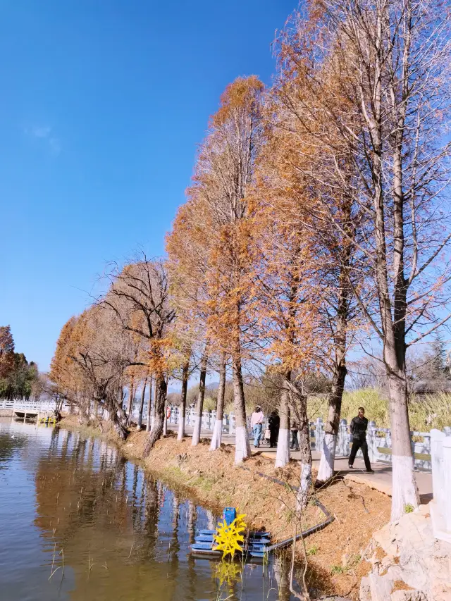 餵海鷗不必去海埂大壩了——大觀公園人少、免費景更美（二）