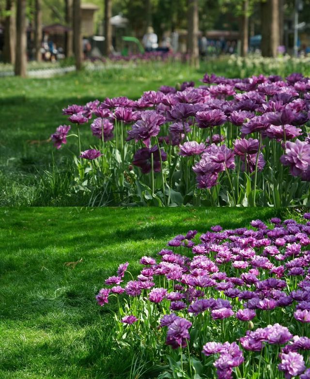 在南京，春天逛植物園才是正經事！
