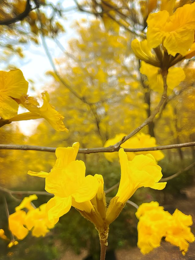 送你滿屏黃花風鈴
