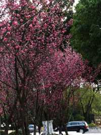 四川最美梅花地大公開