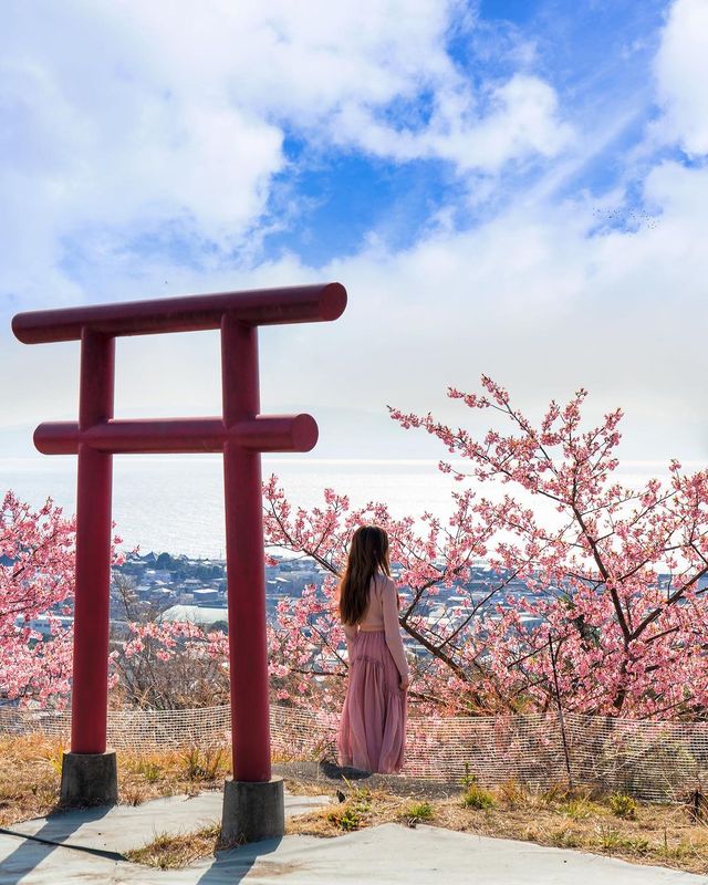 河津桜と熱海桜🌸