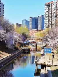 北京春日花事，探秘京城花語