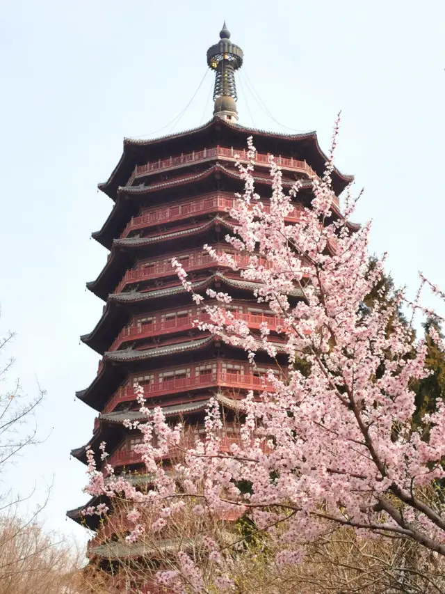 เที่ยวชมหุบเขาดอกพีชในฤดูใบไม้ผลิ