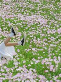 成都的！！很容易被春天的小公園感動…