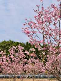 東莞春日遊園賞櫻花