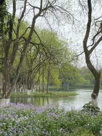 西湖賞花地圖，我已滾瓜爛熟