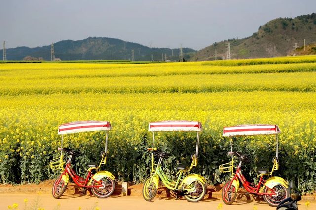 雲南羅平油菜花旅遊攻略（一）