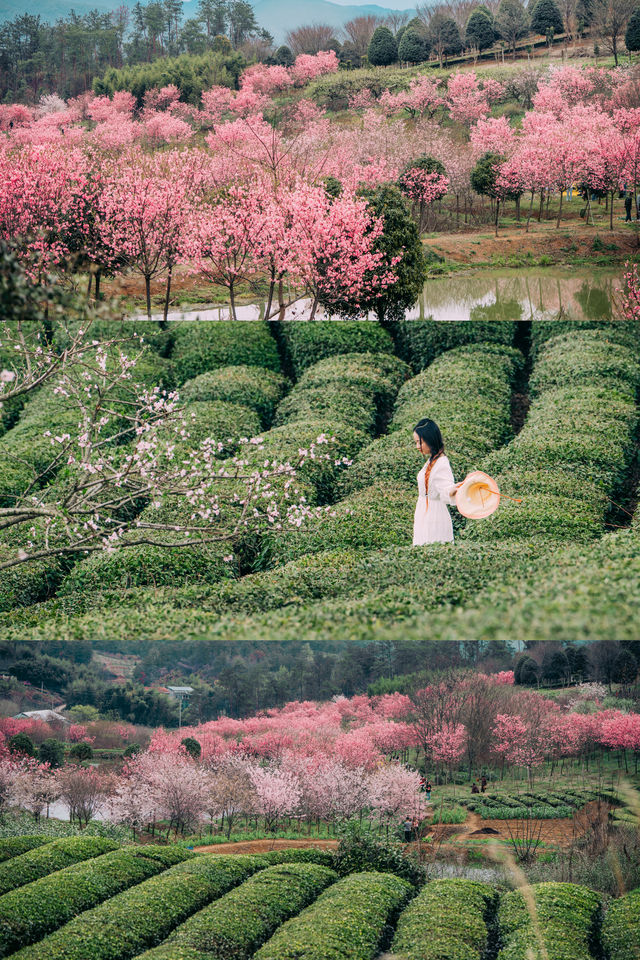 不僅櫻花，這裡的茶山也很美呀