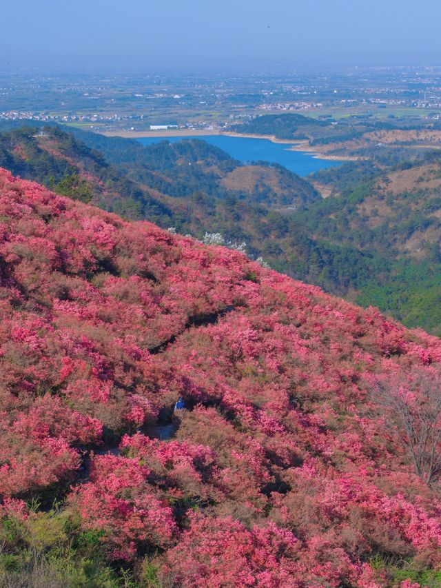 錯過等一年 武漢滿山杜鵑進入盛花期