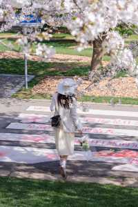 這個週末,包下一整片染井吉野櫻花林的快樂